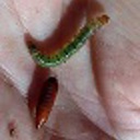 Webworm population explosion may be imminent in Far North