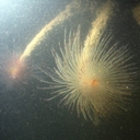 Divers in bid to eradicate Opua fanworm