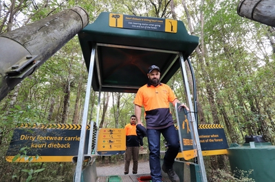 Kauri dieback team member in footwear cleaning station.