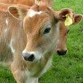 Dairy Farmer News