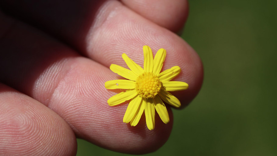 Madagascar ragwort flower close up between fingers