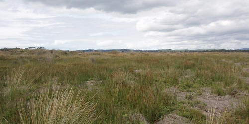 Tussock sedge and wire rush bog, Kaitāia.