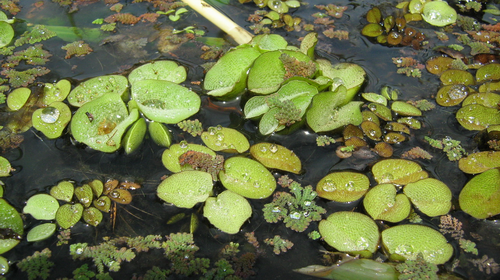 Salvinia (Photo credit MPI).