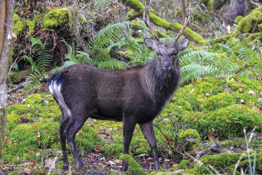 Sika deer in the forest.