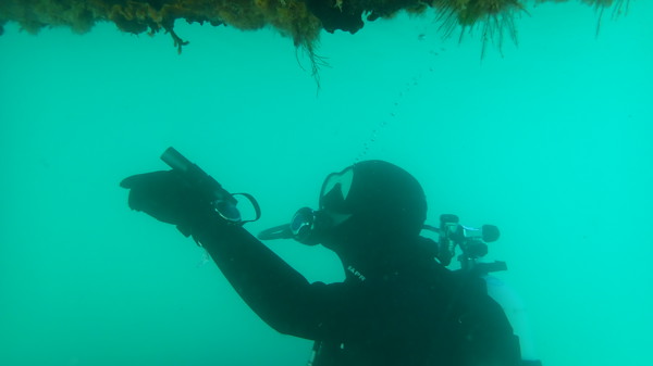 Dive Survey File Shot