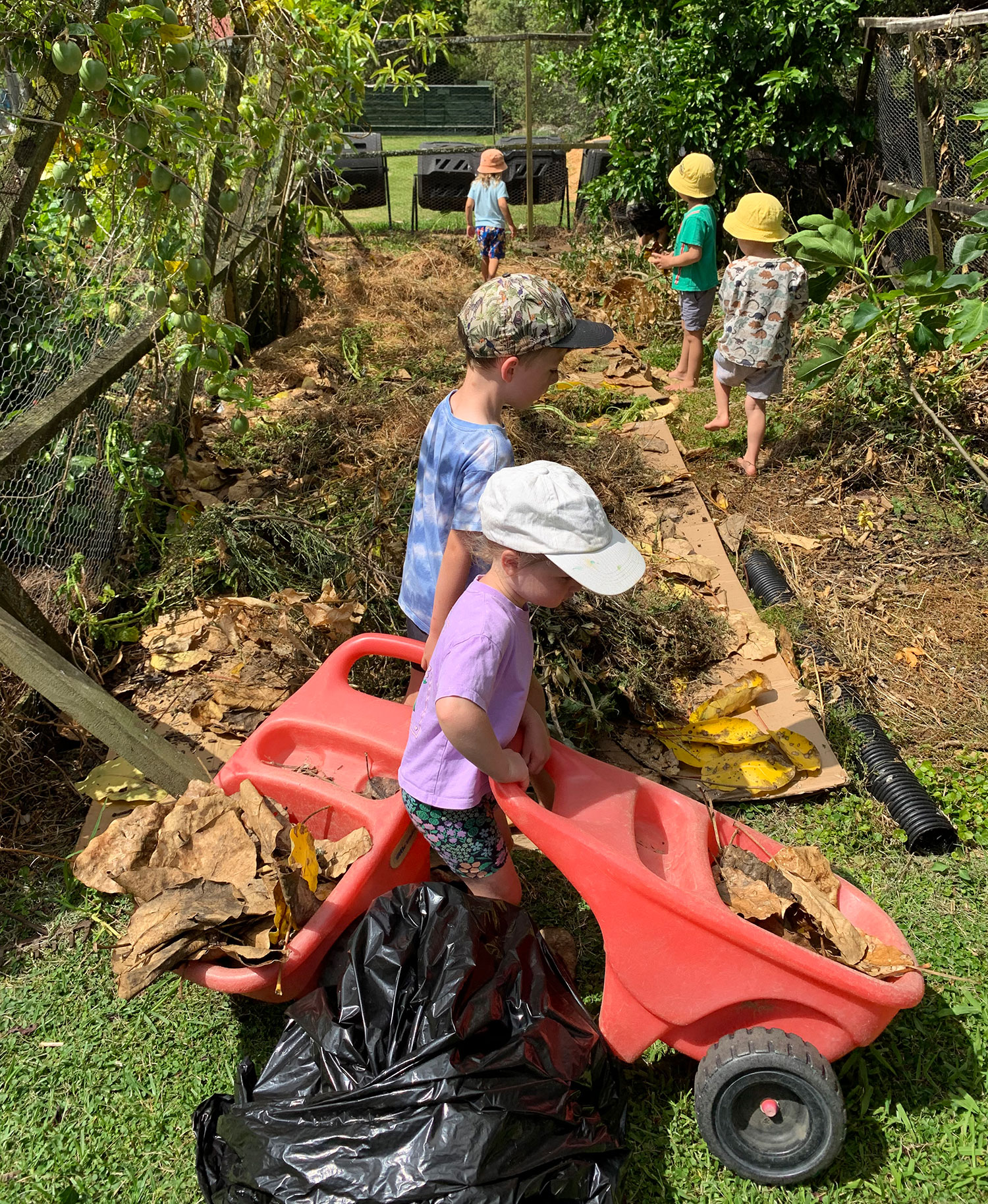 Tamariki with puka leaves in child-sized wheelbarrows.