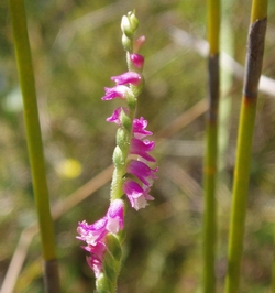 Spiranthes orchid.