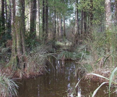 Kahikatea swamp, Dargaville.