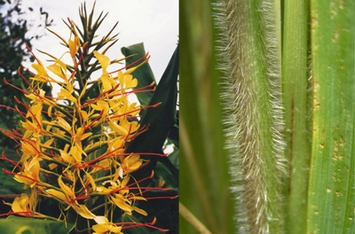 Wild ginger (left) and African feather grass (right). 
