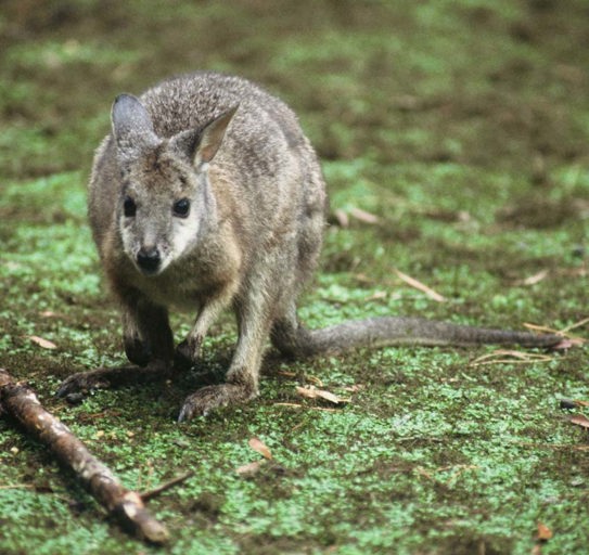 190414 202105 Dama Wallaby Doc Crown Copyright