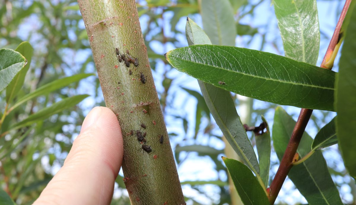The target pest; giant willow aphids which feed on willows in large numbers producing a sticky honey dew.  The insects can damage – or even kill – infested trees.