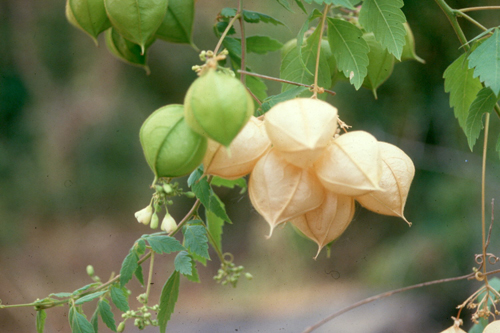 Balloon vine (Photo ARC).