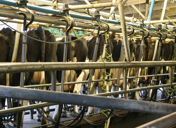 Cows in dairy shed.