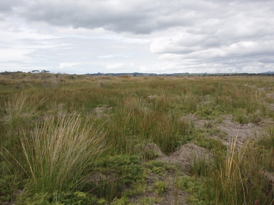 Peat bog near Kaitaia.