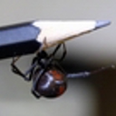 Redback spider find at Paparoa ‘no cause for alarm’