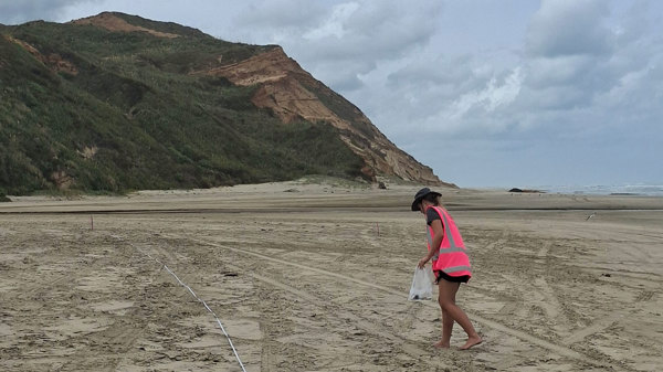 Collecting litter along a transect line