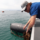 Hunt for marine pests resumes, extra vigilance sought