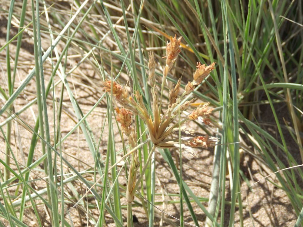 The male spinifex plant produces pale brown, compact flowers about 5 cm long.