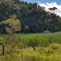 Fencing wetlands