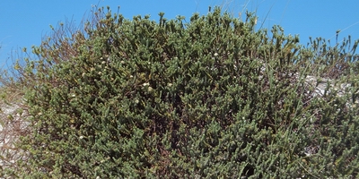 Sand daphne (Toroheke | Pimelea villosa).