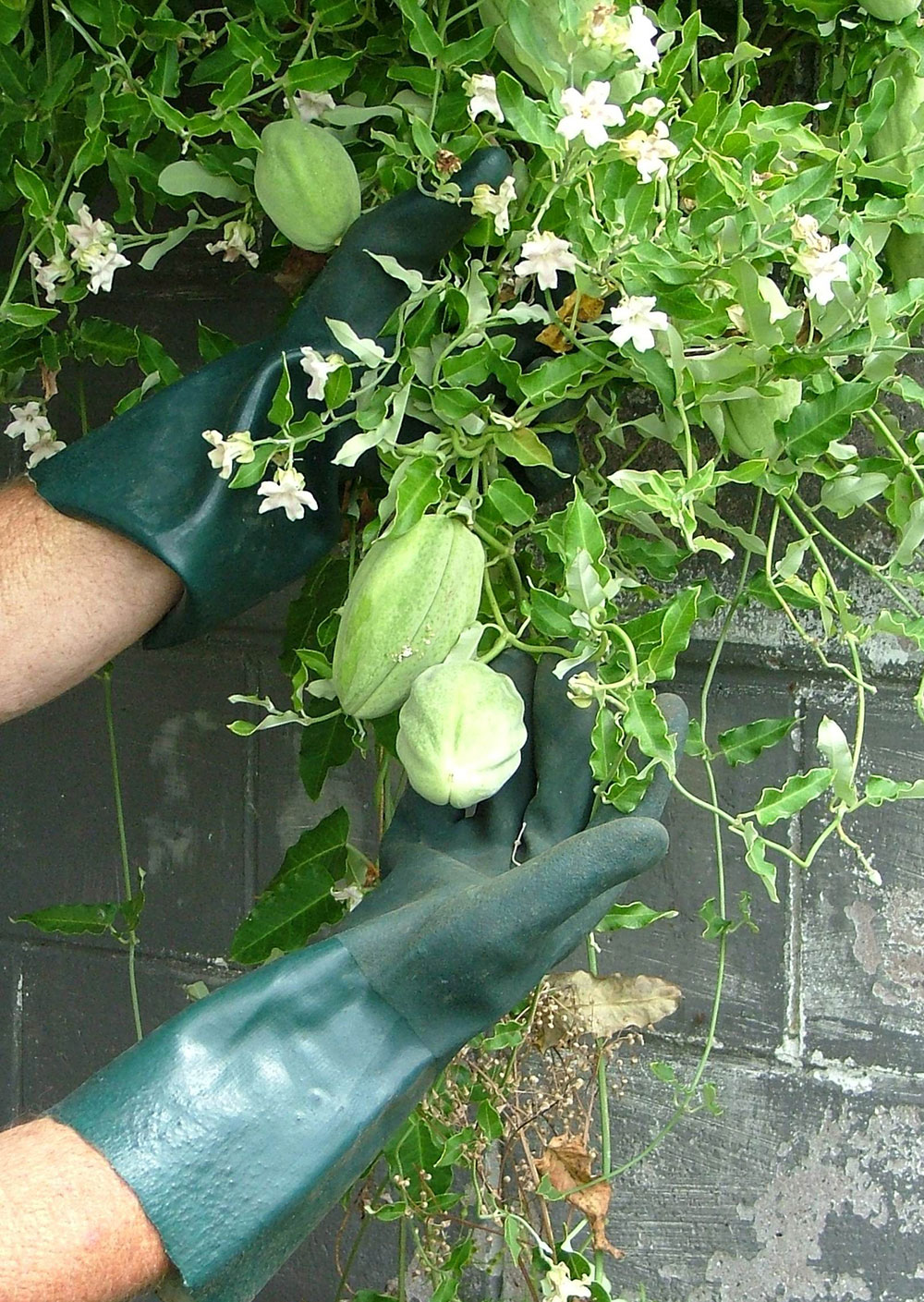 Hands in gloves holding moth plant pods and flowers.