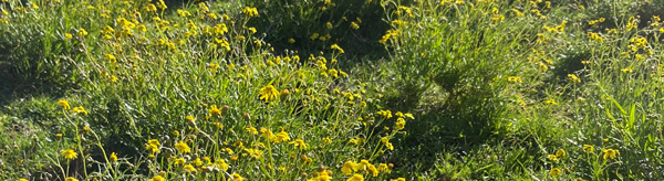 Madagascar ragwort