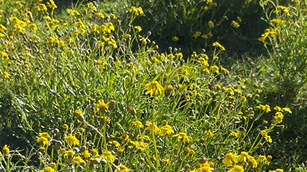 Madagascar ragwort