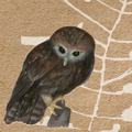 Enviroschools newsletters