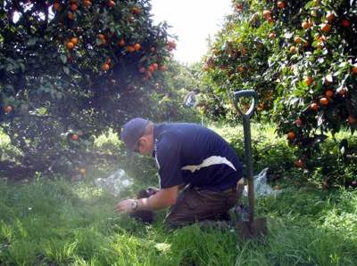 Description: A regional council staff member soil sampling in a citrus orchard. 