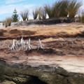 Understanding coastal hazards