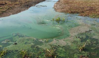 Algae discharge to land.