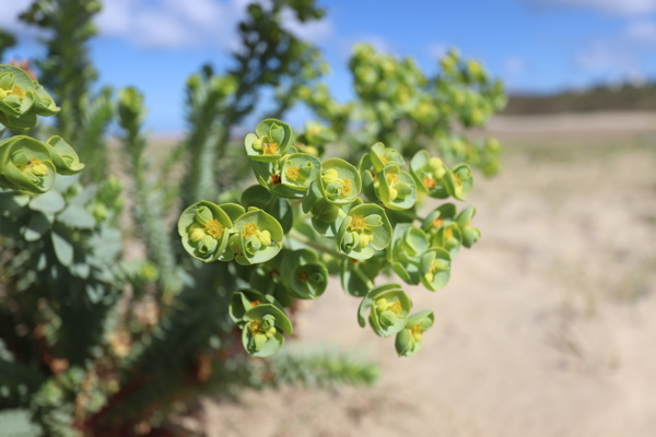 Sea Spurge Flowers