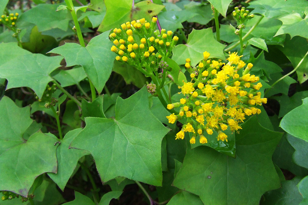 Other yellow-hued pest plants to watch out for are German ivy (Senecio mikanioides) and cape ivy (Senecio angulatus). Despite what their names suggest, neither of these plants are in the true ivy family (Araliaceae). They received these names because their leaves have an ivy-like shape. German ivy has thin, softer leaves, with clusters of yellow flowers. Cape ivy has thicker, more robust leaves and the flowers have ray petals that are more daisy-like. German ivy and cape ivy have wind-dispersed seeds that travel much further from the parent plant in strong winter and spring breezes.