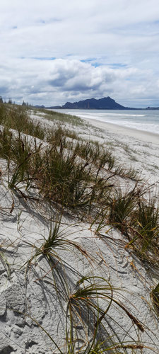 Pīngao on Ruakaka dune.