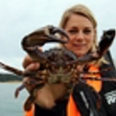 Asian paddle crabs already impacting Ngunguru estuary?