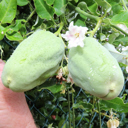 Free pest plant workshops back for September