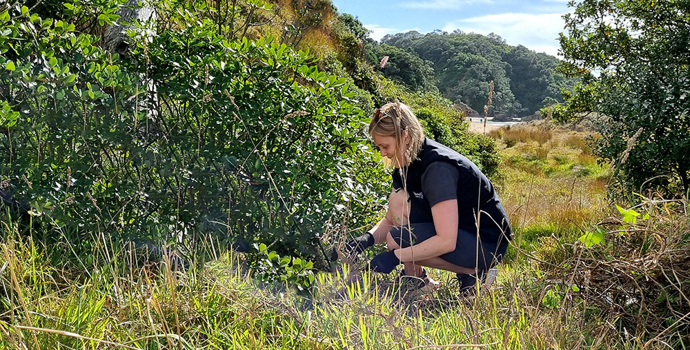 Woman crouched down pulling ivy from area behind sand dune system.