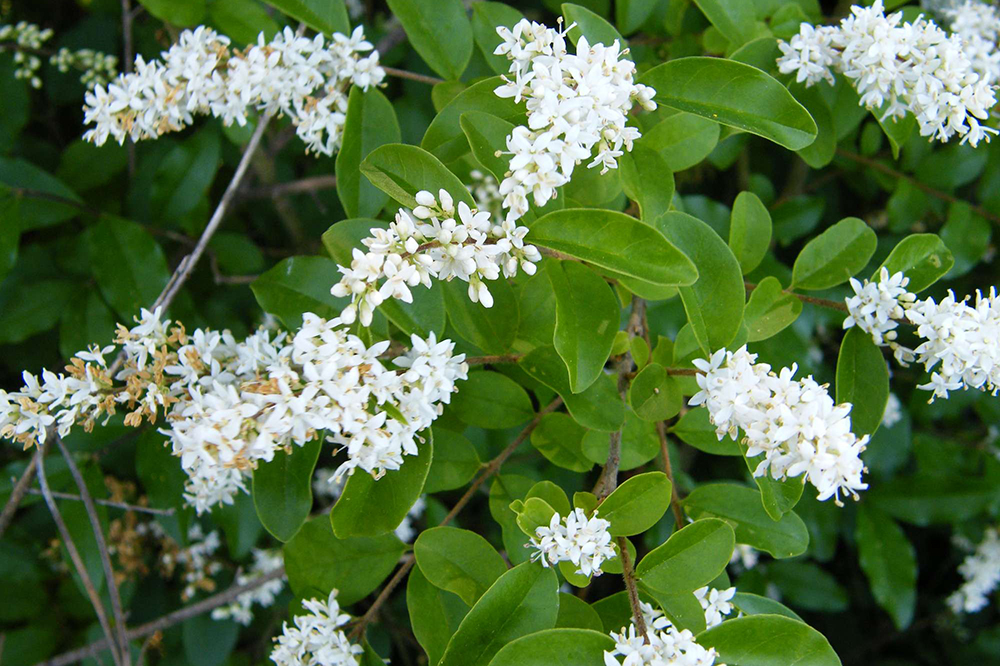 Chinese privet in flower.