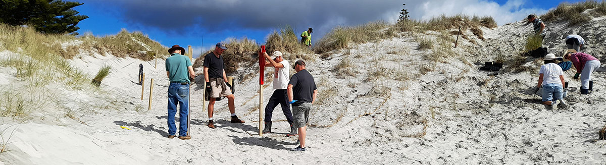 People planting and fencing sand dunes.