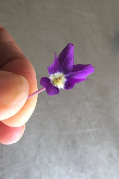 Arrowhead Viola Flower V2