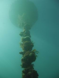 Styela clava on a mooring buoy.