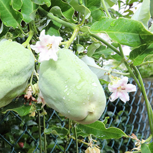 Moth Plant Pods And Flowers Kerikeri 20220125  400   S 