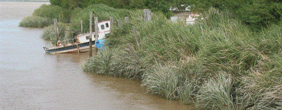 Description: Manchurian wild rice on the banks of the Wairoa Rive. 