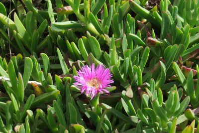 Dune weed.