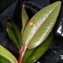 Northlanders urged to keep reporting suspected myrtle rust