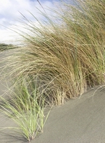 Marram (Photo credit J Barran).