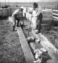 Sheep dipping in New Zealand in 1924.