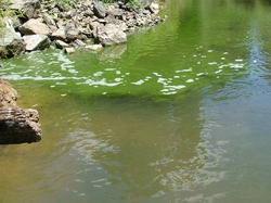 Discharge into Awanui River.