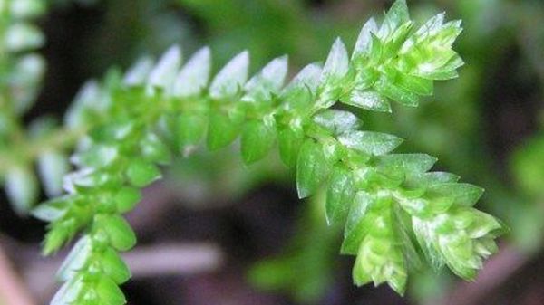 African Club Moss 01 Photo Credit Auckland Council