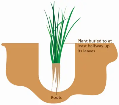 Planting depth diagram.
